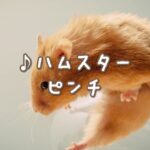 Current Track Thumbnail
